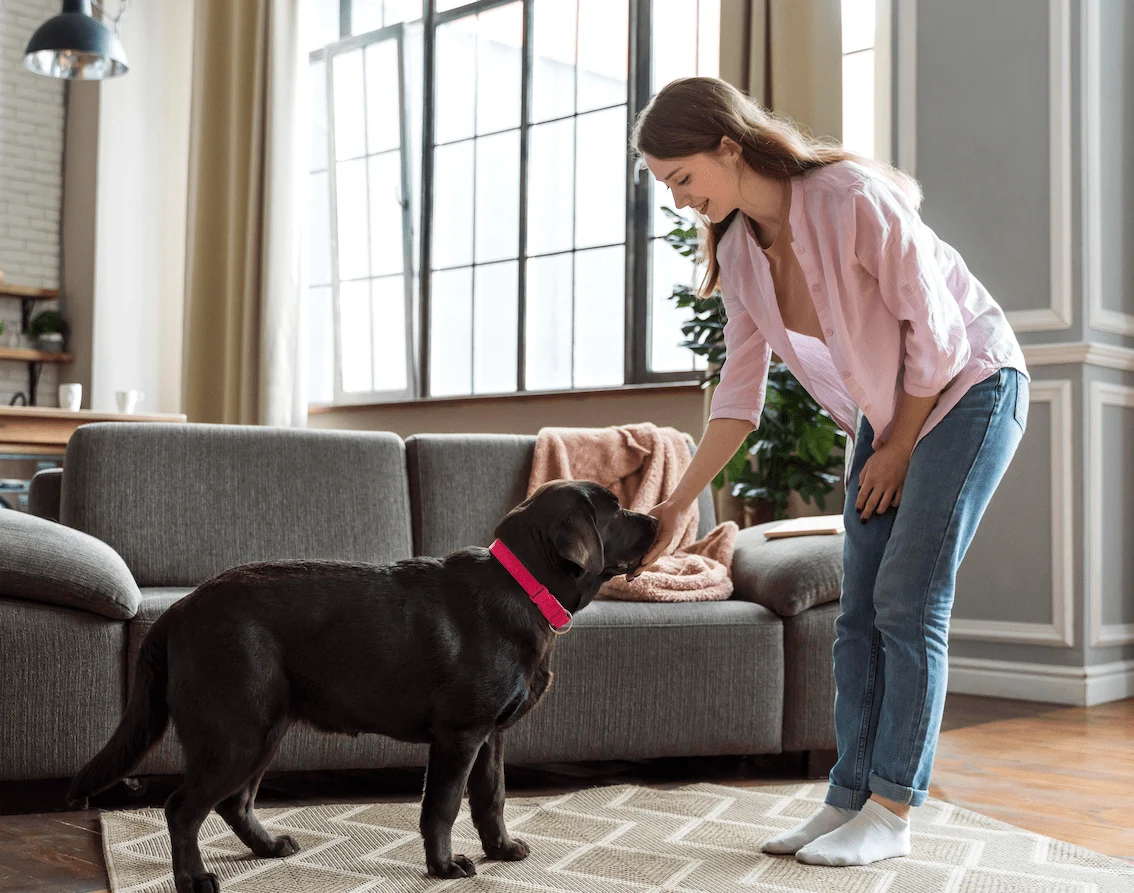 Dog Training