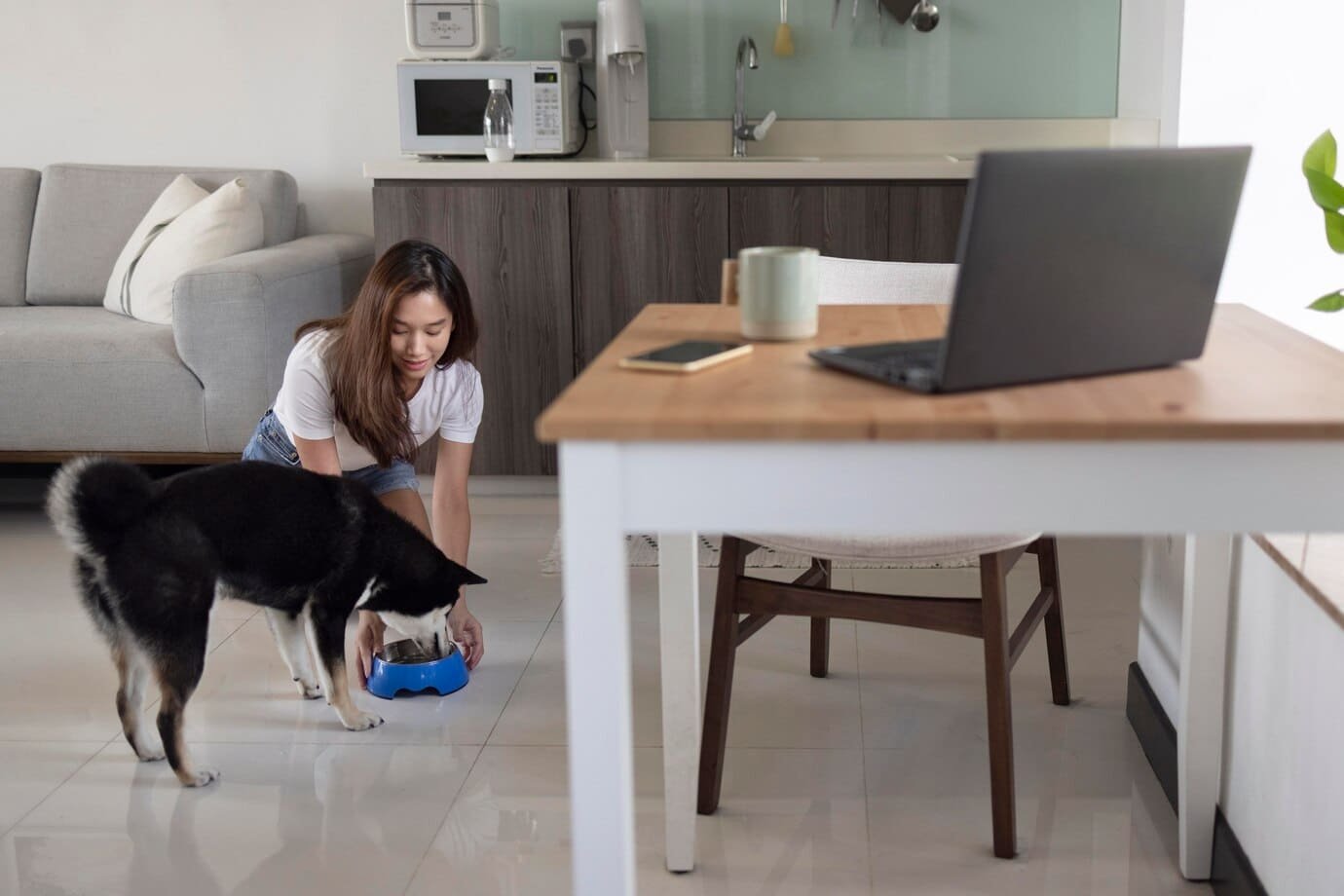 indoor training dogs training dubai
