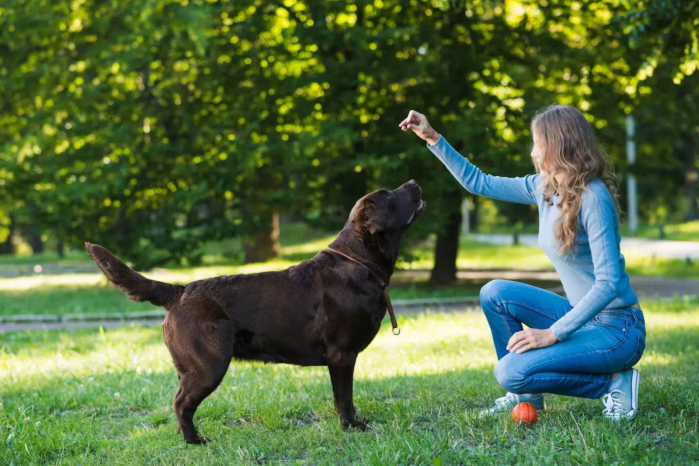 Trainer using positive reinforcement for training aggressive dogs