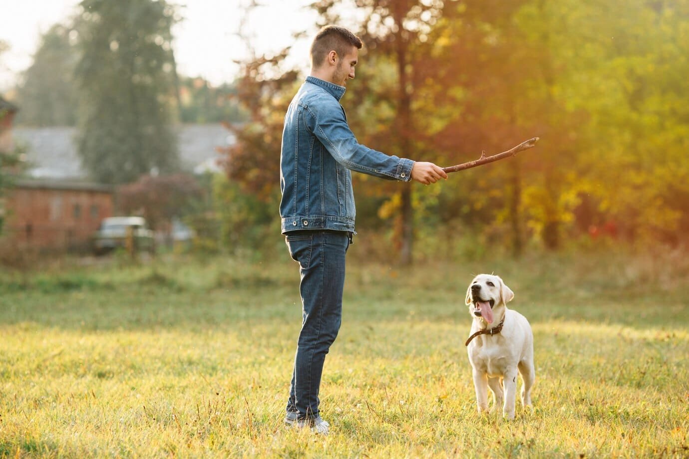 cues and signals dogs training dubai