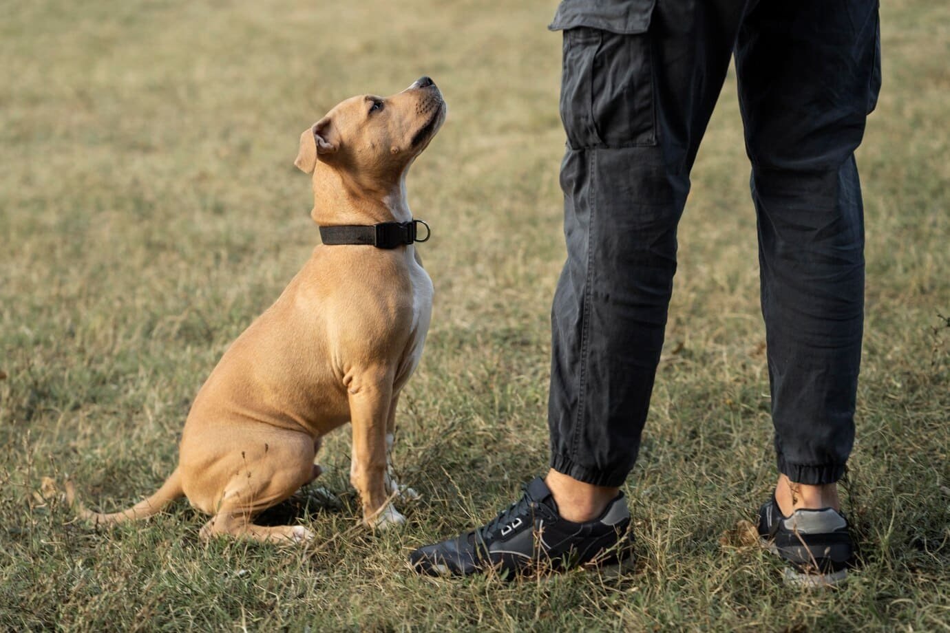 mentally stimulated dogstrainingdubai