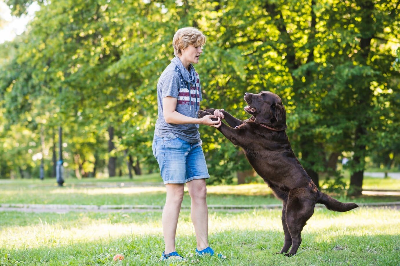 dog training