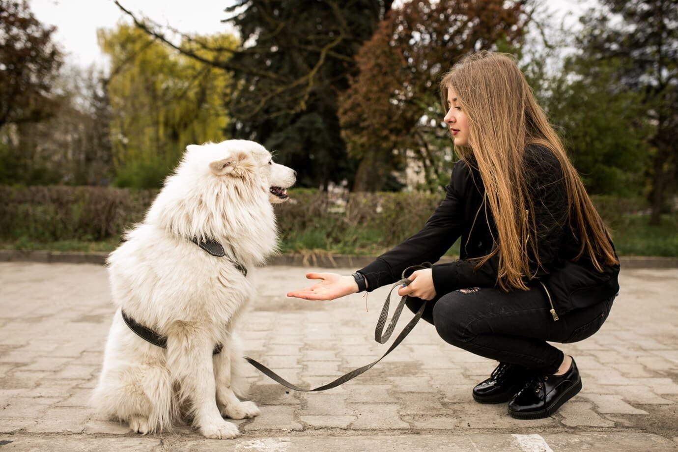 obedient dog dogs training dubai