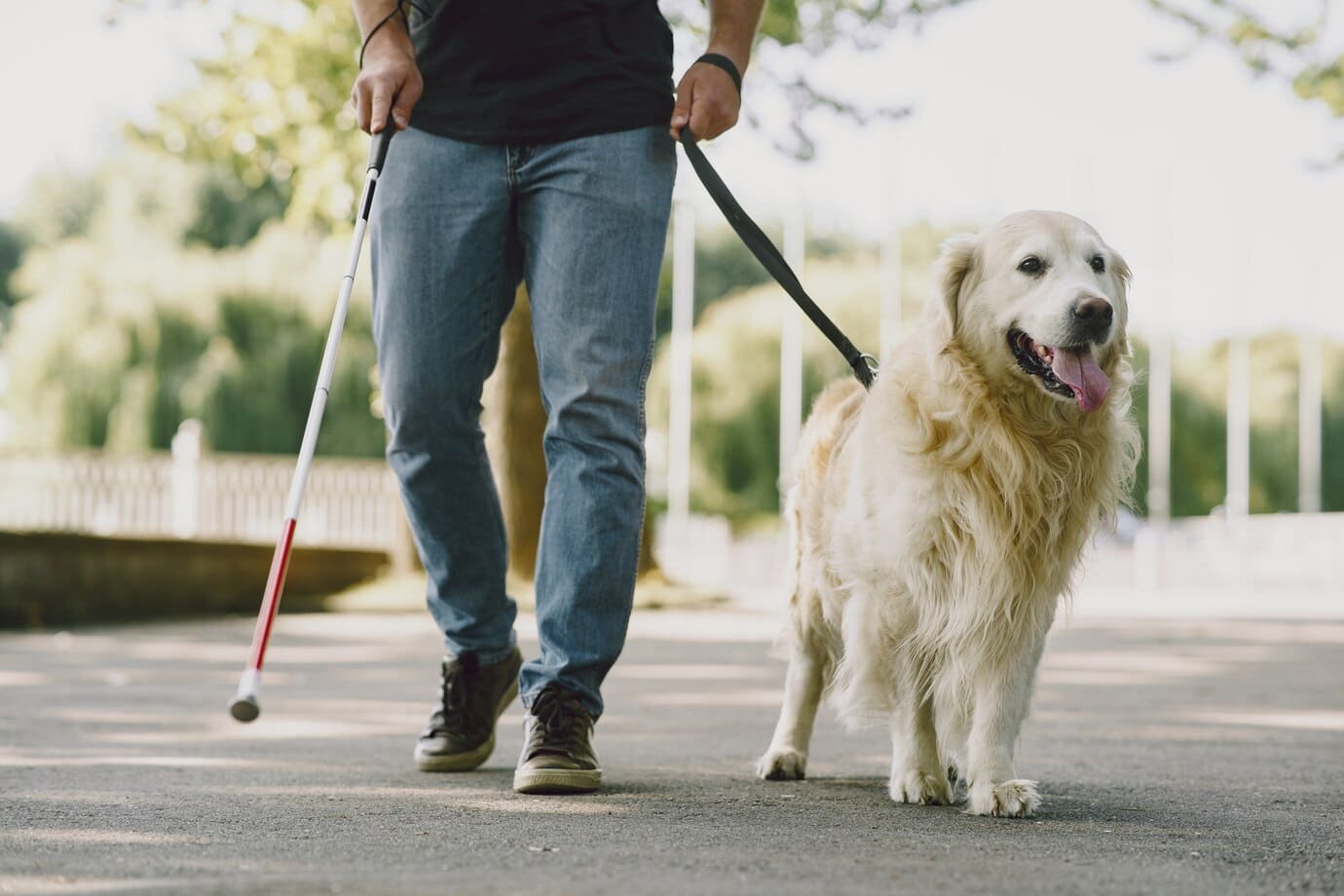 service dog and therapy dog,