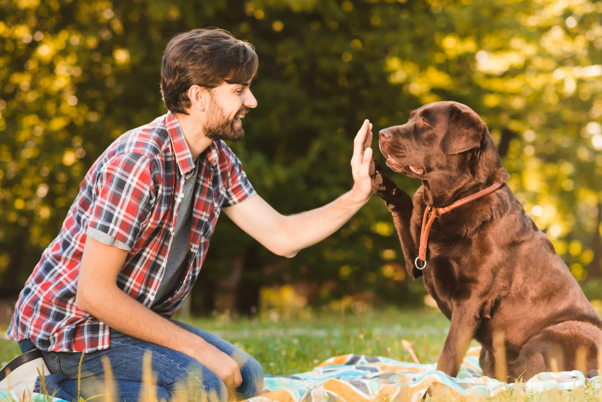 How Often Should I Train My Dog?