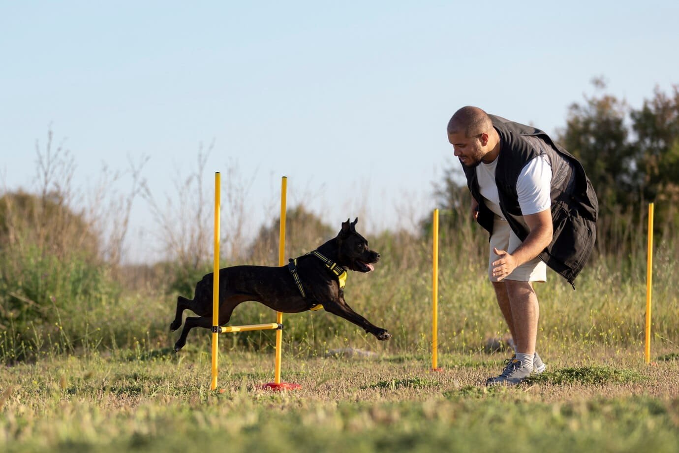 training classes dogs training dubai